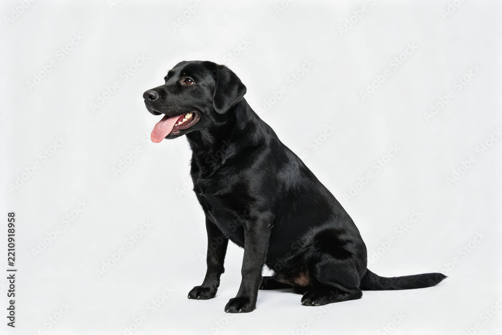 Obraz premium A black Labrador retriever sits calmly, panting, against a plain white studio background.