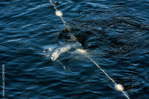 A seal eating a salmon off of a net