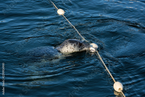A seal eating a salmon off of a net