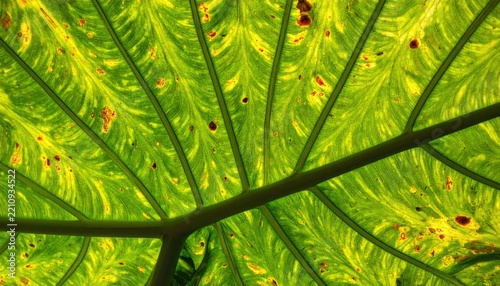 Tropical Palm Leaf Backlit Close Up with Radiating Green Veins