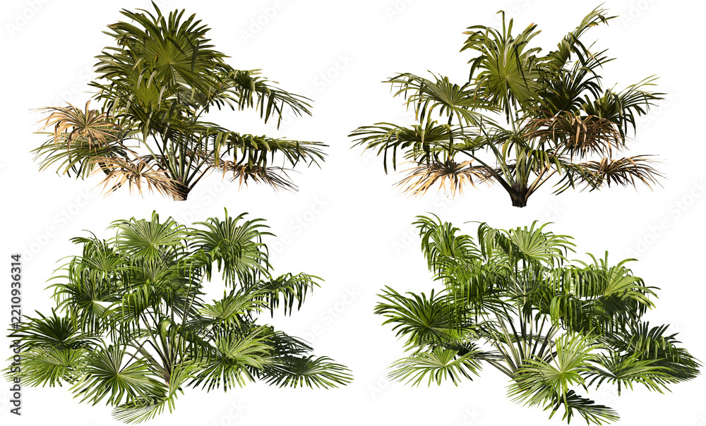 Fototapeta premium Tropical plants on a transparent background