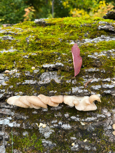 champignon et mousse sur un arbre	
