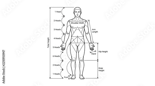 Human Body Proportions Diagram