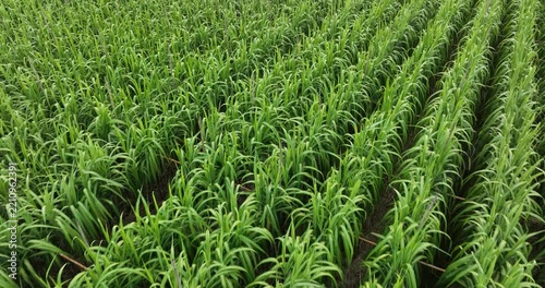 Aerial footage of sugarcane plants growing at field
