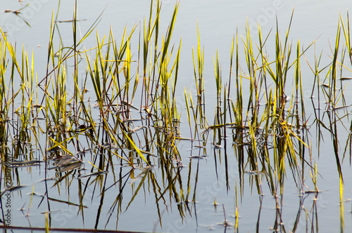 Reed on the water surface in the morning. Natural background.