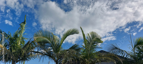 Palm trees on the background of the blue sky and white clouds