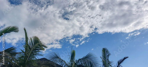 Palm trees on the background of the blue sky and white clouds