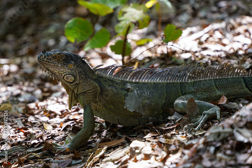 iguana on the forest