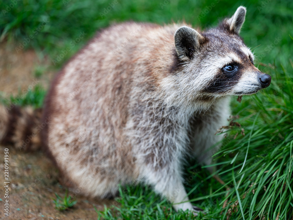 Obraz premium closeup of cute raccoons on the lawn