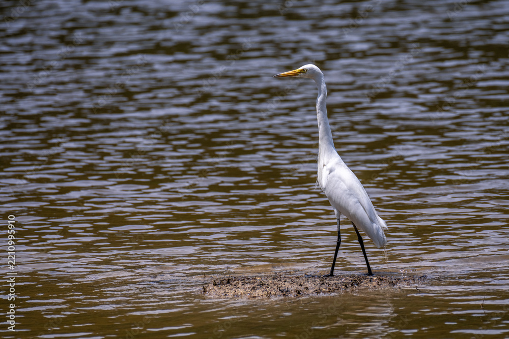 Obraz premium A great white heron on the water, part 6