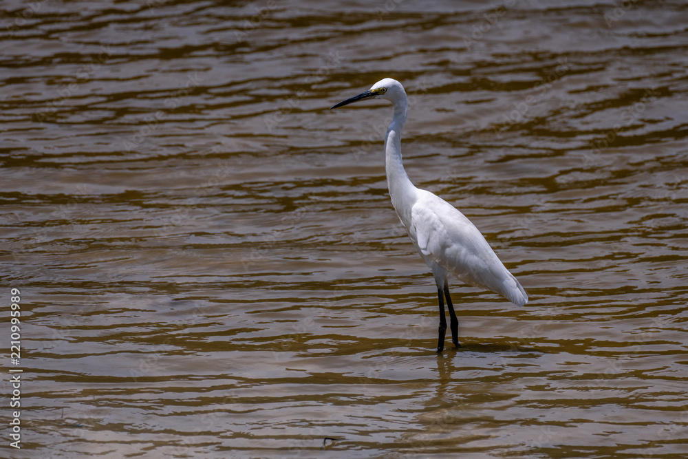 Obraz premium A great white heron on the water, part 5