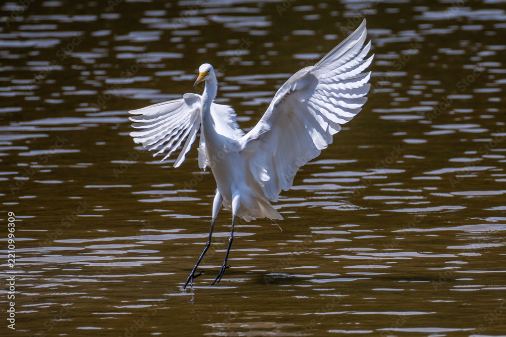 Obraz premium A great white heron on the water, part 4
