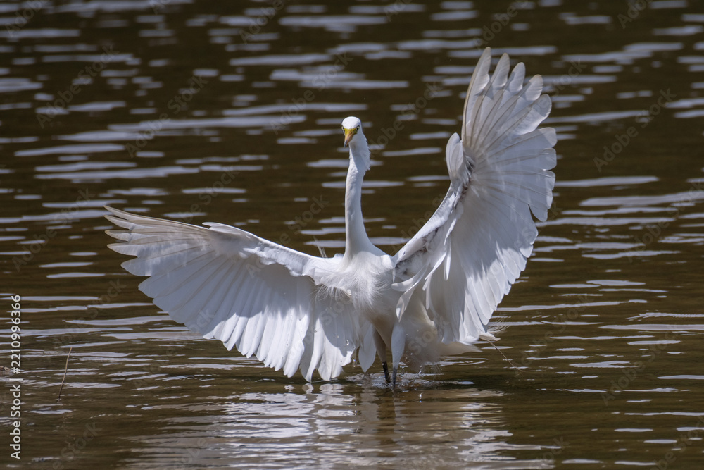 Obraz premium A great white heron on the water, part 3
