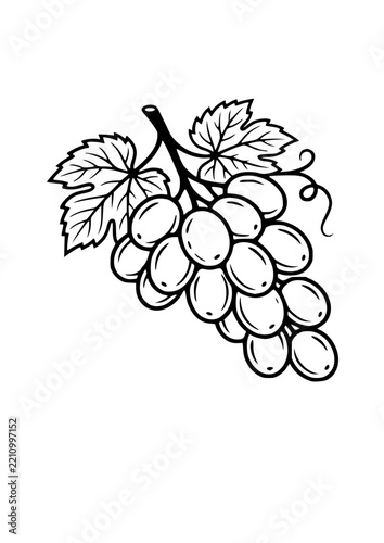 Grape bunch with leaves vector illustration in black and white line art style isolated on white background
