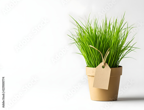 Grass plant in kraft paper pot with tag isolated on white, eco, fresh, minimal.

