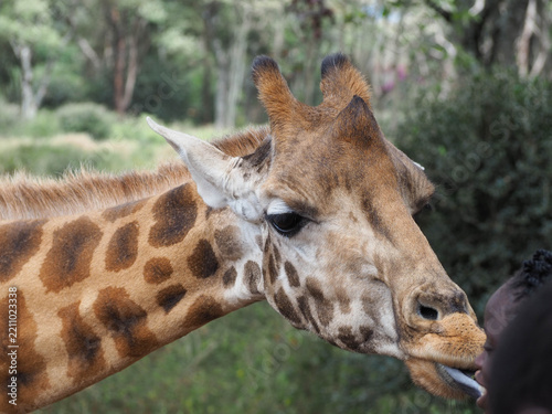Giraffe Head and Long Neck with Extended Tongue at Giraffe Centre Nairobi Kenya