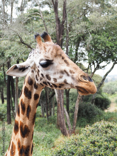 Close Up Portrait of Giraffe Head and Neck at Giraffe Centre Nairobi Kenya