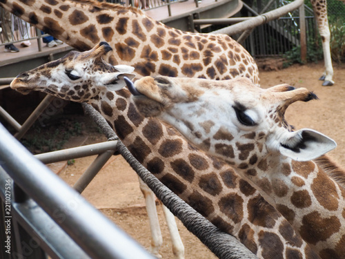 Mother Giraffe and Calf at Giraffe Centre Nairobi Kenya
