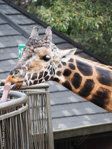 Giraffe Feeding Interaction at Giraffe Centre Nairobi Kenya