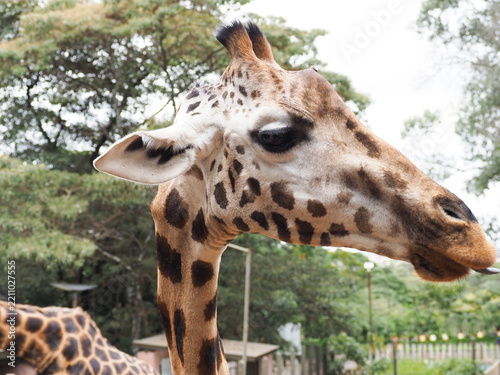 Giraffe Head and Long Neck Close Up at Giraffe Centre Nairobi Kenya