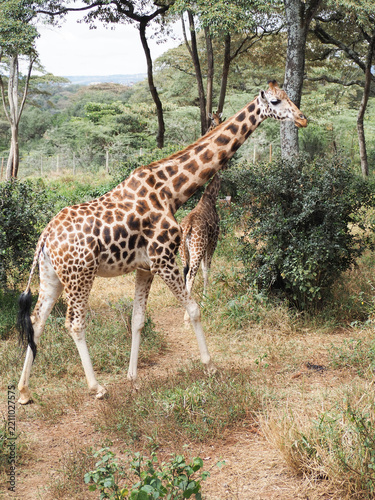 Adult Giraffe and Young Calf in Woodland Habitat at Giraffe Centre Nairobi Kenya