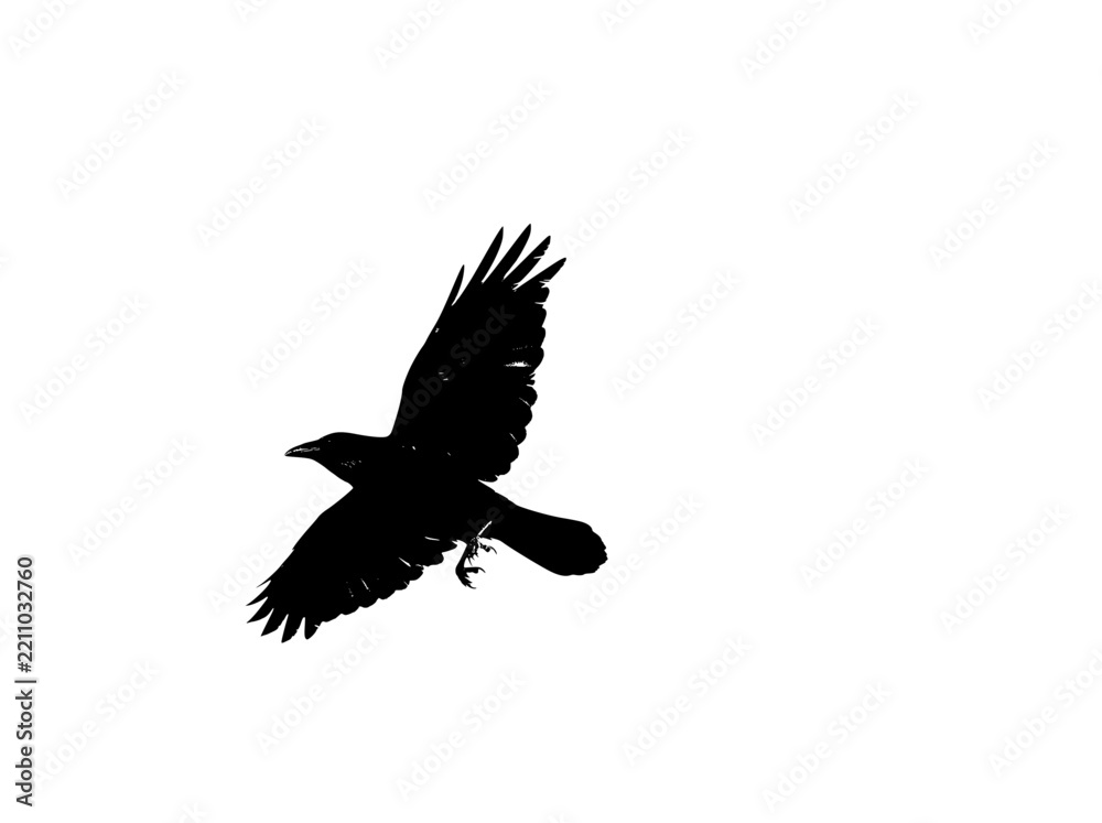 Fototapeta premium Black raven silhouette in flight, flying crow vector icon isolated on white background, gothic bird shape design element