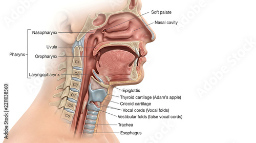 Detailed Human Throat Anatomy Diagram Showing Pharynx Larynx Trachea and Upper Respiratory Tract System