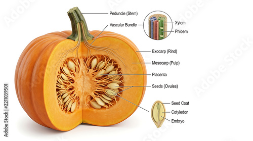 Scientific Diagram of Pumpkin Anatomy Featuring Seed Structure and Nutritional Chemical Components