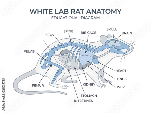 Biological structure and internal organ chart of a laboratory rodent showing skeletal and organ systems in side view