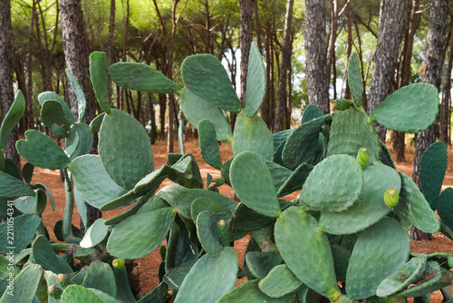Prickly pear cactus closeup with green pads, sharp golden spines and with fruits in woodland forest. Lush opuntia plants in summer Italy. Cactus plants growing