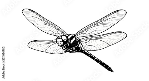 Black and White Illustration of a Dragonfly in Flight, Detailed Wings, Isolated on White Background