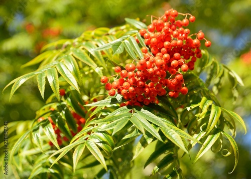 Close up of rowan berries