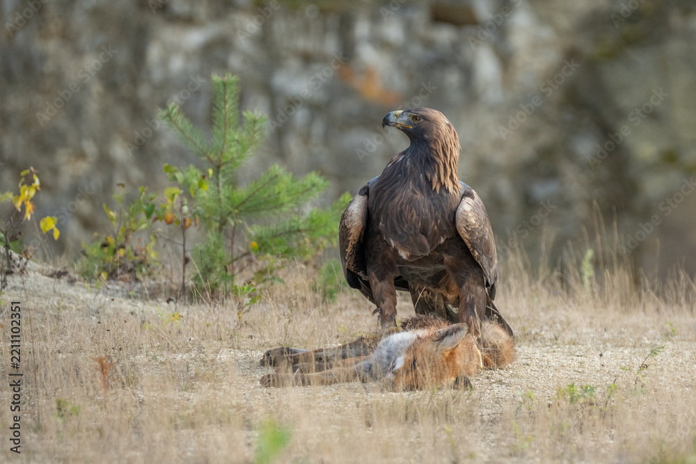 Obraz premium A majestic golden eagle standing proudly on a rocky outcrop after catching and hunting a red fox