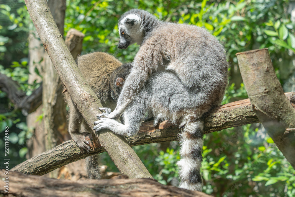 Obraz premium Ring-tailed lemur perched on a tree branch in a lush green forest habitat with wildlife, tropical