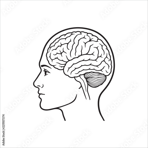 Human Head Profile with Brain Vector - Anatomical Cross Section, Mental Health, Mind, Psychology, and Brainpower Line Art Icon Design