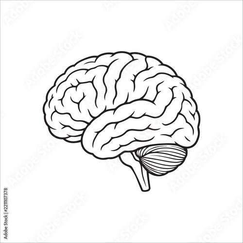 Human Brain Vector Illustration - Anatomical Side View, Cerebrum, Cerebellum, and Brainstem Line Art Icon Design