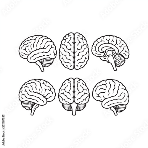 Human Brain Views Icon Set - Vector Medical Diagram, Brain Hemispheres, Sagittal Cross Section, Top, Front, and Side View Line Art Icons