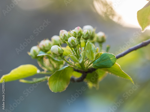 White blossoming apple trees in the sunset light. Spring season, spring colors.