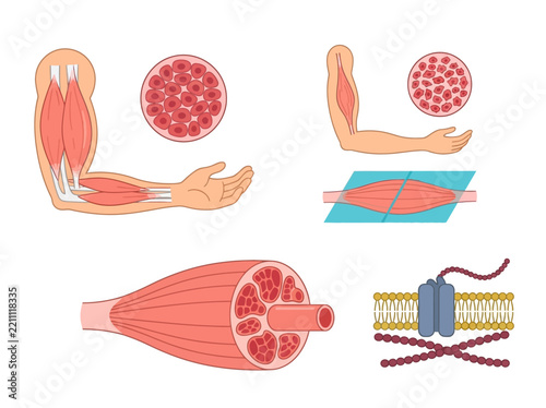 Human Skeletal Muscle Anatomy Set: Muscle Fiber Structure, Fascicle Cross Section, Atrophy Comparison, and Cellular Membrane Protein Channel Diagrams