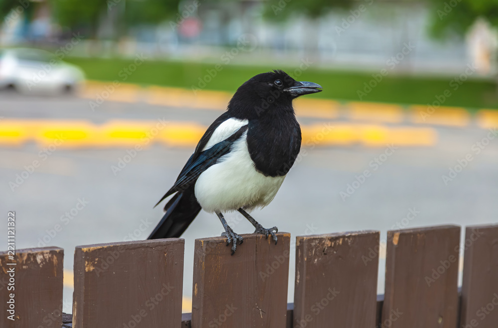 Obraz premium Magpie 