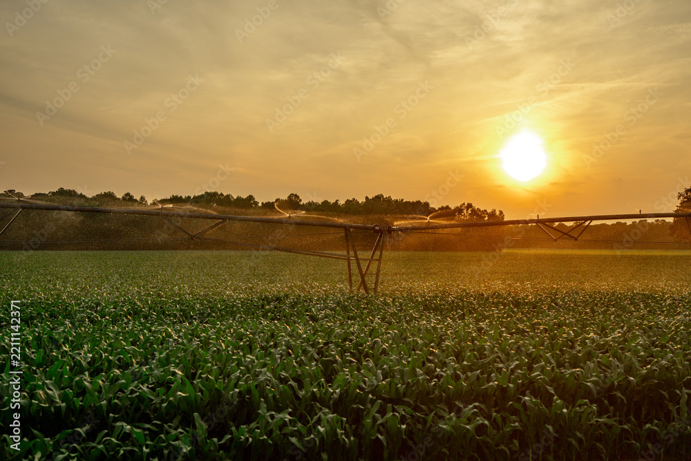 Obraz premium Watering farm field. Irrigation system spraying corn plant in farm field. Irrigation system. Agricultural sprayer. Irrigation system and irrigation process.