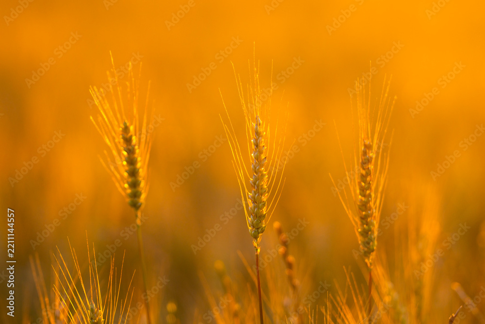 Obraz premium Wheat stands in countryside. Wheat ear holds awn. Summer wheat meets sunset. Backlit wheat forms background.