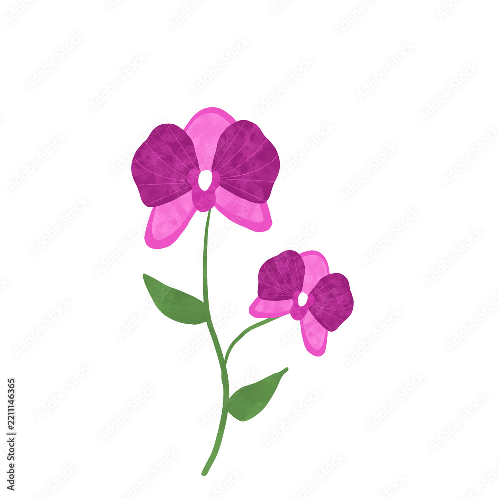 Fototapeta premium pink and purple orchid flower