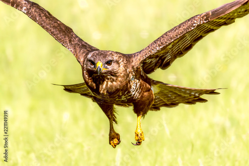 Common buzzard (Buteo buteo) is a medium-sized, widespread bird, one of the most common birds of prey found in Europe and Asia. Selective focus on bird's eye