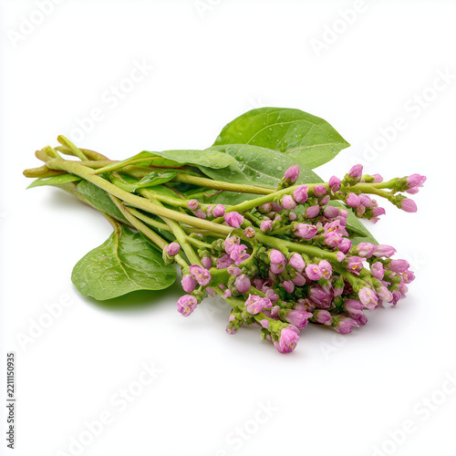 fresh malabar spinach flower cluster on white background