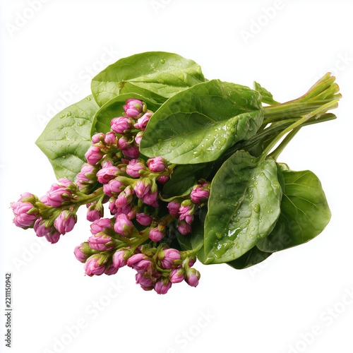 fresh malabar spinach flower cluster on white background