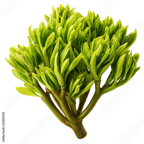 fresh Indian trumpet tree shoots on transparent png background
