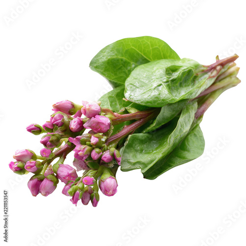 fresh malabar spinach flower cluster on transparent png background