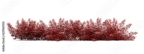 Red shrubs border isolataed on transparent
