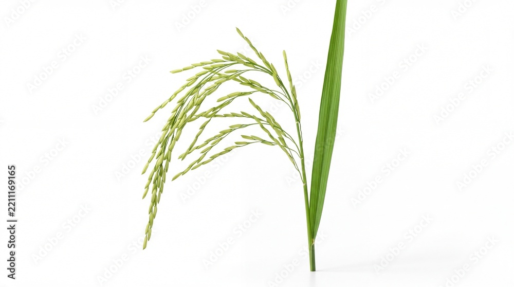 Naklejka premium Green fresh paddy rice plant stalk with hanging grain ears isolated on white background